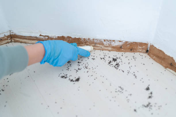 Best Residential Pest Control  in Salmon Brook, CT